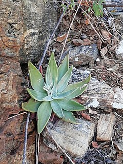 <i>Dudleya nubigena</i> Species of succulent plant from Mexico