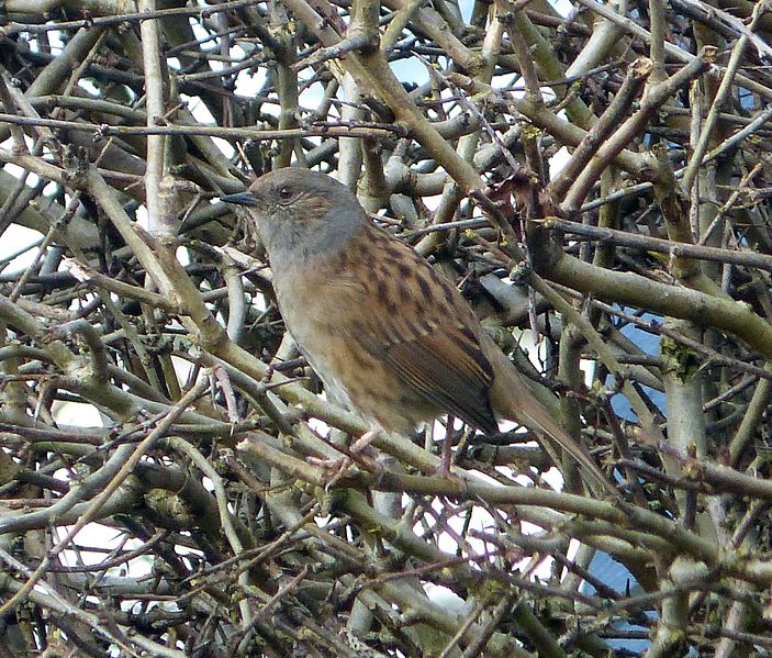 File:Dunnock - Flickr - gailhampshire.jpg