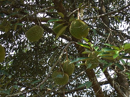 ไฟล์:Durians on a tree.jpg