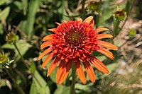 echinacea_purpurea