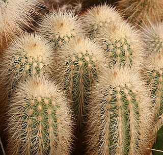 <i>Echinocereus freudenbergeri</i> Species of cactus
