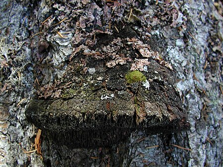 Echinodontiaceae