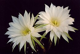 Plikasis echinopsis (Echinopsis subdenudata)