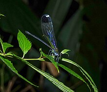 Echo margarita, Kamlang Wildlife Sanctuary, Arunachal Pradesh, India 62712930.jpg