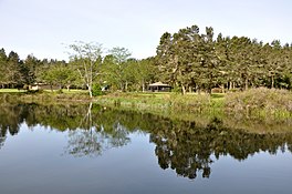 Belut di Danau William M. taman negara bagian Negara Park.jpg