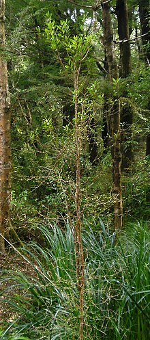 Thumbnail for Elaeocarpus hookerianus