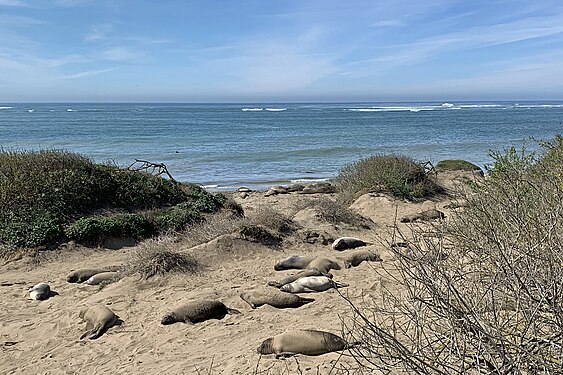 Elephant Seals at Año Nuevo State Park (California)