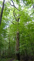 Elsbeere am alten Forstlehrpfad