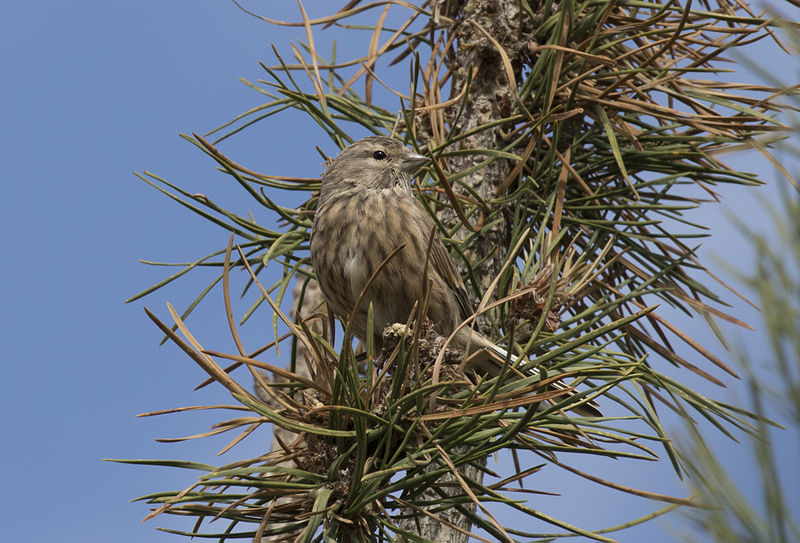 File:Emberiza calandra - Corn Bunting 01.jpg