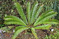 Encephalartos equatorialis-IMG 9655.JPG 