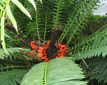 Encephalartos lebomboensis