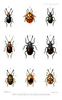 Endomychidae Family of beetles