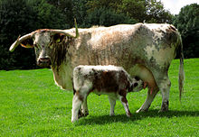 Английская корова и теленок Longhorn 