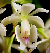 Epidendrum hugomedinae