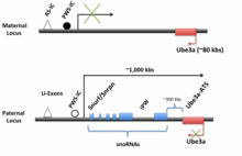 LNCAT/UBE3A-ATS organization. UBE3A is fully transcribed from the maternal allele, but suppressed on the paternal allele. LNCAT and UBE3A-ATS on the other hand are fully transcribed on the paternal allele, but suppressed on the maternal allele. This differential expression is thought to be due to methylation of the PWS-IC on the maternal allele (black filled-in circle) and lack of methylation on the paternal allele (unfilled circle). The AS-IC is thought to control methylation of the PWS-IC. The red boxes represent maternally transcribed genes, while the blue represents paternally transcribed genes. The direction of transcription is indicated by the arrows. Adapted from Trends in Neurosci. Epigen.png