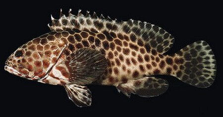 Epinephelus quoyanus.jpg