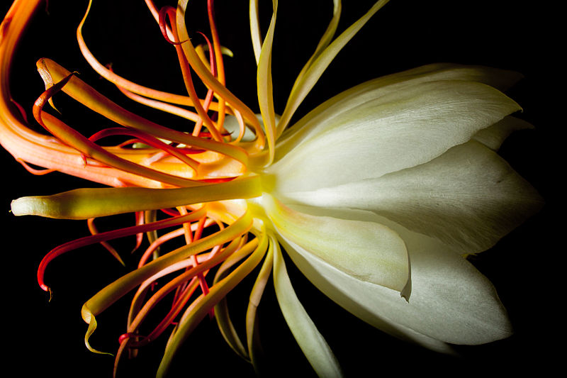 File:Epiphyllum oxypetalum 2345.jpg