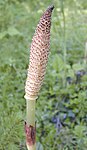 Equisetum telmateia - lost margh bras