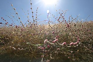 <i>Eriogonum roseum</i> Species of wild buckwheat