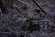 "Die Sümpfe der Traurigkeit III" Wurmfarn auf einem verrottendem Knüppel in schwarzem Wasser.