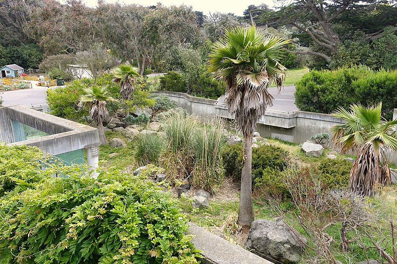 File:Erythrocebus patas habitat - San Francisco Zoo - San Francisco, CA - DSC03839.jpg