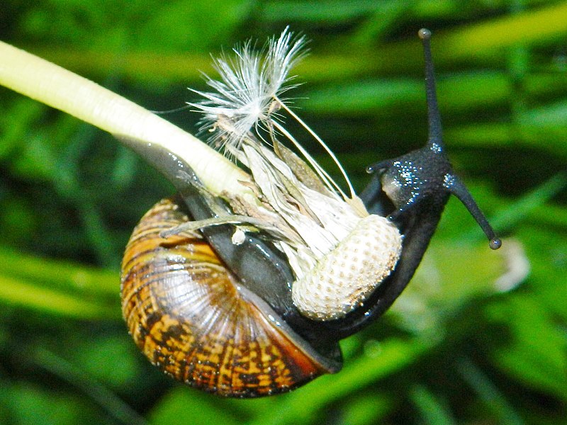 File:Etana Suomessa Snail in Finland 04.jpg