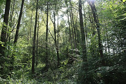 Hoe gaan naar Ettingebos met het openbaar vervoer - Over de plek