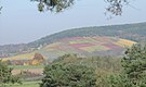 Weinberg Eußenheimer First im Werntal