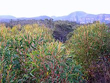 Eucalyptus cunninghamii Perrys - Голубые горы NP.jpg