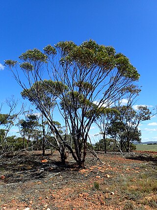 <i>Eucalyptus neutra</i> Species of eucalyptus
