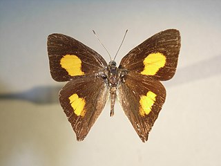 <i>Euselasia thucydides</i> Species of butterfly