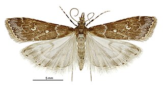 <i>Eudonia quaestoria</i> Species of moth