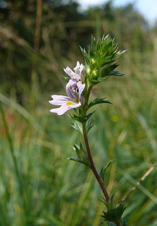 <i>Euphrasia stricta</i> Species of flowering plants in the broomrape family