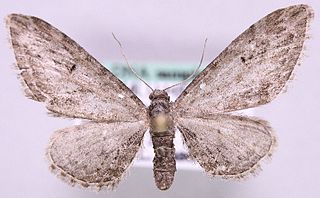 Eupithecia ochridata