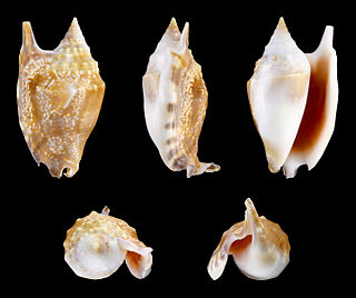 <i>Euprotomus bulla</i> Species of gastropod