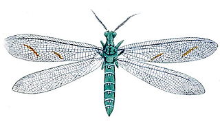 <i>Euptilon ornatum</i> Species of insect