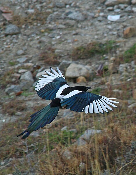 File:Eurasian Magpie (Pica pica bactriana) (15871045146).jpg