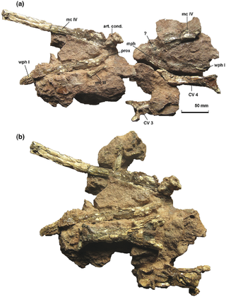 <i>Eurazhdarcho</i> Genus of azhdarchid pterosaur from the Late Cretaceous