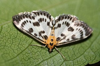 <i>Anania hortulata</i> Species of moth