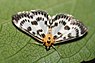 Anania hortulata (Brandnetelmot)