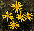 Euryops rehmannii