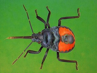 <i>Euthyrhynchus floridanus</i> Species of true bug