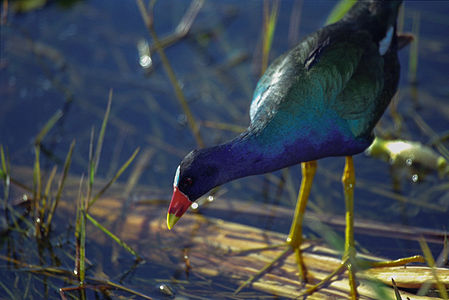 Polski: Sułtanka amerykańska English: The American Purple Gallinule