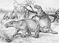 Extm Glossotherium robustum rbh-hlmwh01913-12.jpg