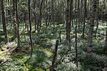 Grenzwiesen Fürstenau und Fürstenauer Heide