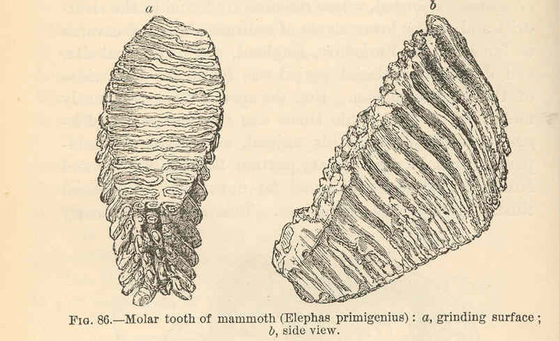 File:FMIB 39502 Molar tooth of mammoth (Elephas primigenius)- a, grinding surface; b, side view.jpeg
