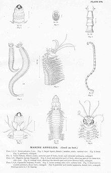 Fig.5,6 Diopatra cuprea, illustrated by James Henry Emerton FMIB 51226 Marine Annelids (Used as bait).jpeg