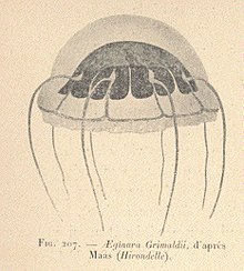 FMIB 53290 Эгинура Грималди, d'apres Maas (Hirondelle) .jpeg