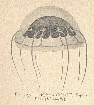 <i>Aeginura grimaldii</i> Species of hydrozoan