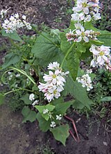 Fagopyrum esculentum, Boekweit bloemen (2).jpg